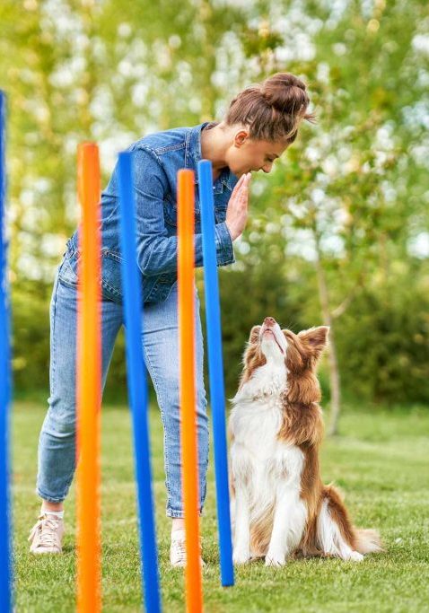 chocolate-white-border-collie-with-woman-owner-1