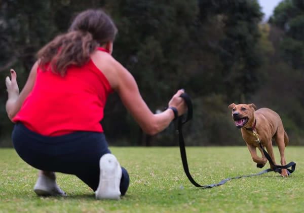 leash-work-come-calls