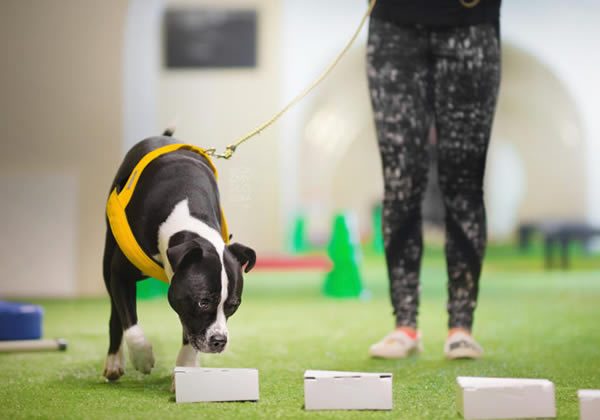 nosework-dogs-2