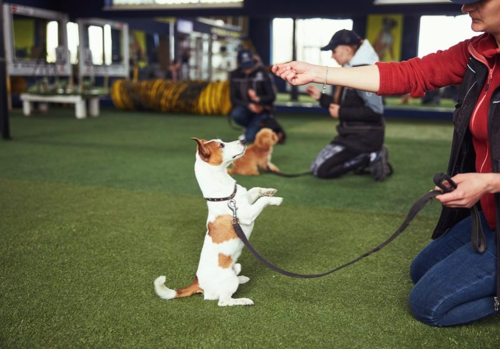 professional-dog-trainer-practicing-the-stand-command