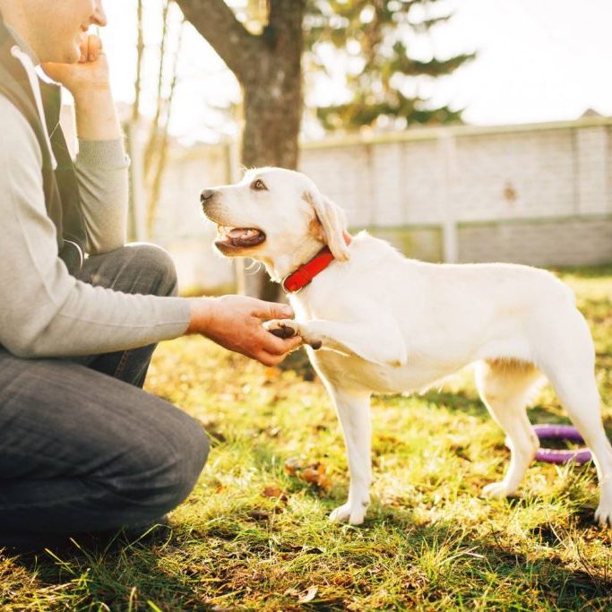 trainer-working-dog